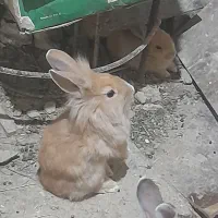 فروش خرگوش