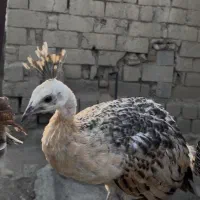 طاووس|پرنده|رشت, آزادگان|دیوار