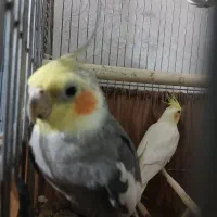 پرنده