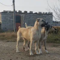 سگ سرابی 6ماهه