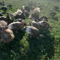 فروش  بوقلمون محلی  بربرون|حیوانات مزرعه|شاهین دژ, |دیوار