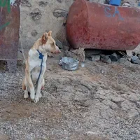 یه عدد سگ عادی|سگ|پلدشت, |دیوار