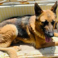 سگ ژرمن|سگ|کرمان, |دیوار