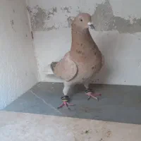 کبوتر رنگی و دورگ|پرنده|خان ببین, |دیوار