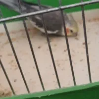 عروس هلندی نژاد سینامون نر|پرنده|کهریزک, |دیوار