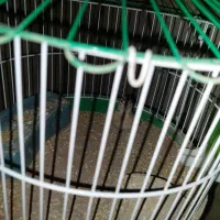 پرنده خاکی مینیاتوری|پرنده|سیرجان, |دیوار