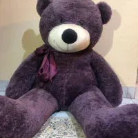 خرس بنفش پاپیون دار (شاسخین)