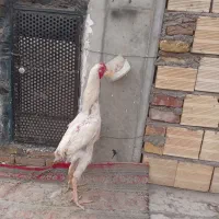 لاری ۲عدد|حیوانات مزرعه|میانه, |دیوار