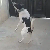 واگذاری سگ نگهبان