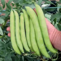 باقالی درجه یک بوته ای