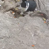 خرگوش باهوش|موش و خرگوش|مینودشت, |دیوار