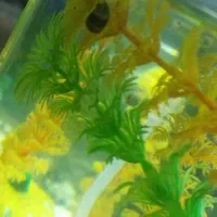 بچه حلزون کلمبیایی