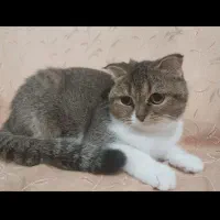 واگذاری گربه اسکاتیش