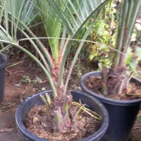 نخل فونیکس مجنون|گل و گیاه طبیعی|کلاچای, |دیوار