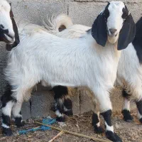 ۲ تروشت فروشی|حیوانات مزرعه|ایرانشهر, |دیوار