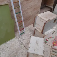 وسایل پرنده|لوازم جانبی حیوانات|قم, نخودی|دیوار