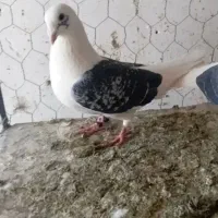 پرنده گمشده پشت گراف سبزجوانه