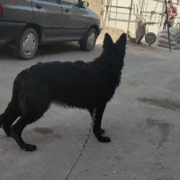 سگ ماده بلک|سگ|کاشان, شهرک فرهنگیان|دیوار