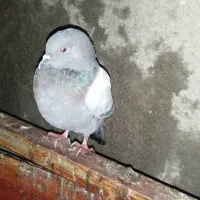 فروش کفتروجوجه هاش|پرنده|بهارستان, |دیوار