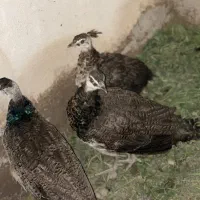 جوجه طاوس نر و ماده