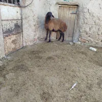 بره قوچ هترو یکساله