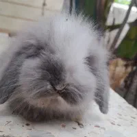 خرگوش لوپ اصیل|موش و خرگوش|تاتار علیا, |دیوار