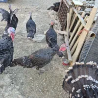۱۰عددبوقلمون ۷ماهه  به فروش میرسد