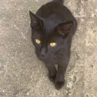 واگذاری بچه گربه مشکی|گربه|پره‌سر, |دیوار