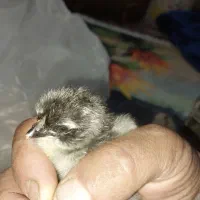 جوجه لاری|حیوانات مزرعه|شیراز, کرونی(خاتونک)|دیوار