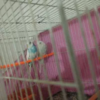 جفت مرغ عشق|پرنده|مشهد, ابوذر|دیوار