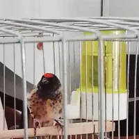 گلبسر نر فروشی