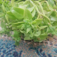 گگل|گل و گیاه طبیعی|سبزوار, امیر کبیر|دیوار