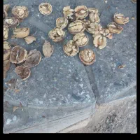 مغز گردو ایرانی