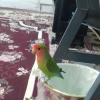 کوتوله برزیلی