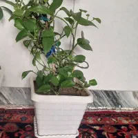 گل طبیعی|گل و گیاه طبیعی|بناب, |دیوار