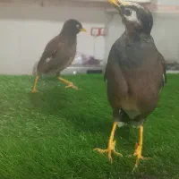 فروش مرغ مینا فنچ نرگسی جوجه عروس هلندی ج کوتوله