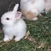 خرگوش فرشته
