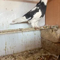 کبوتر کفتر پرنده|پرنده|خاوران, |دیوار