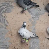 ۲۰ تا کفترهوا  همه پلاکی