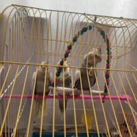 جوجه عروس هلندی