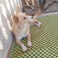 سگ پاکوتاه