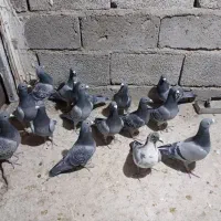 15نرکفتر مسافتی