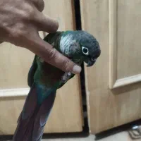 گرینچیک جفت|پرنده|قم, نخودی|دیوار