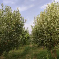 3000متر باغ و 3000متر زمین چسبیده به باغ