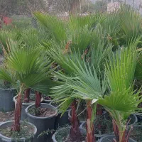 نخل پالم و رز رونده|گل و گیاه طبیعی|شیراز, شهرک امیر کبیر|دیوار