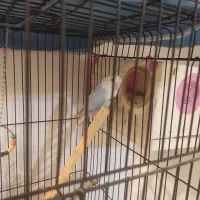 فروش ۳ جفت کوتوله برزیلی|پرنده|شیراز, تندگویان|دیوار