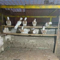 طوقی زرد کاکولی مهر|پرنده|قرچک, شهرک الحدید|دیوار