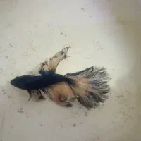 ماهی فایتر نر