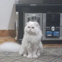 گربه نر آماده جفت گیری