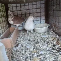 کبوتر پرشی افغانی چادری